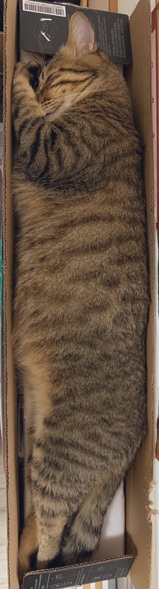 twitter @kotaromonmon