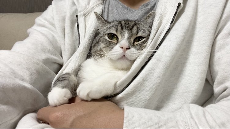 twitter @catmotimaru
