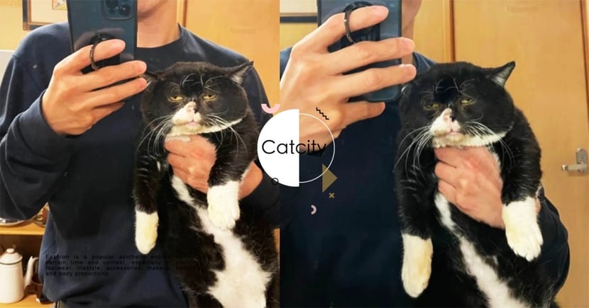 超爆笑 日本奴才分享 與貓合照 表情像老頭 網友笑翻 到底多厭世 Catcity 貓奴日常
