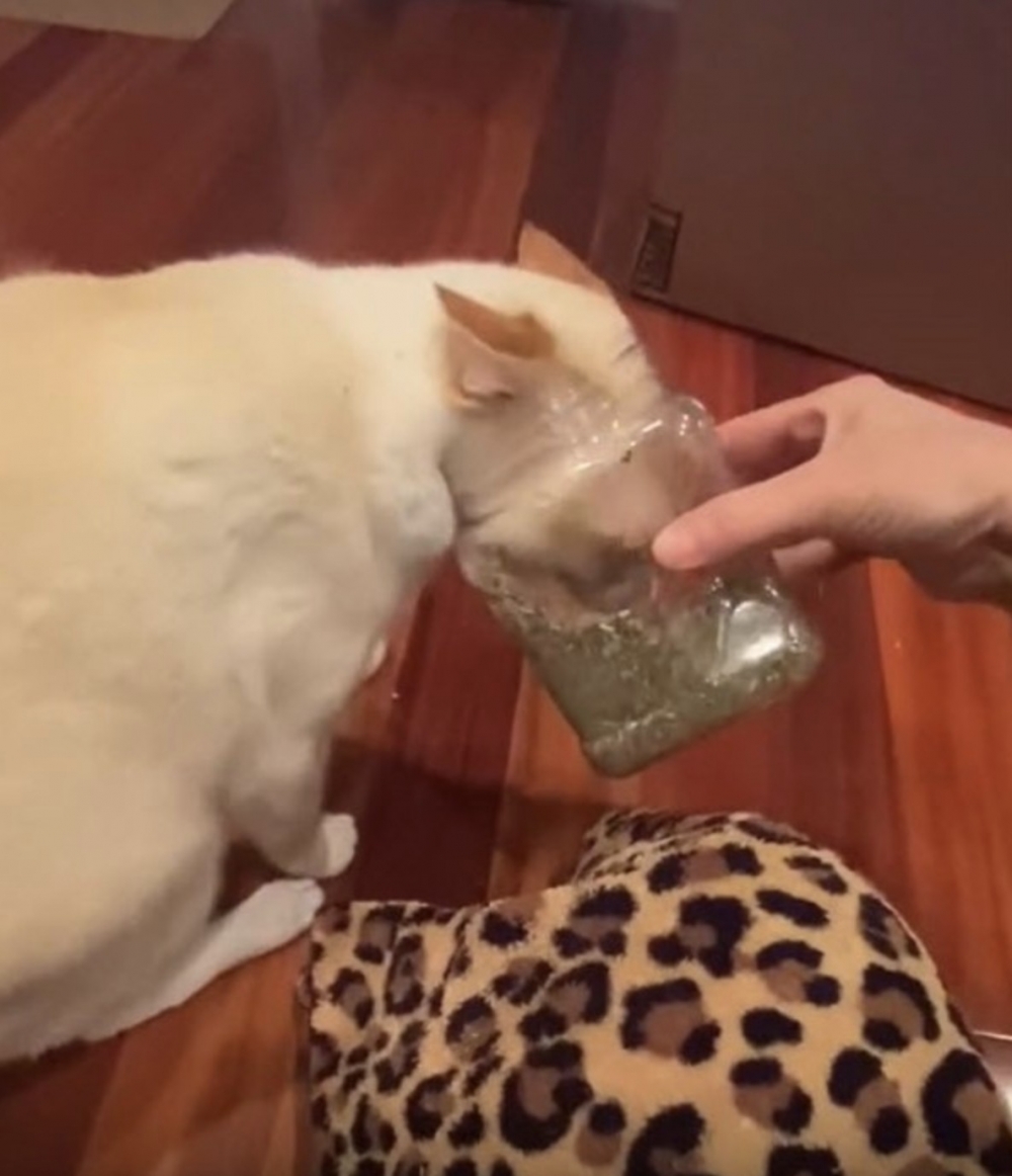 Tik tok all_apaulagies 