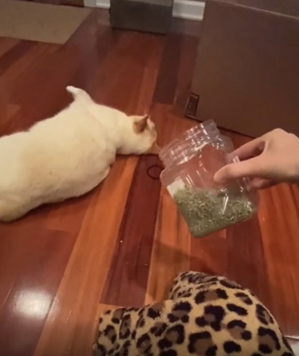 Tik tok all_apaulagies 