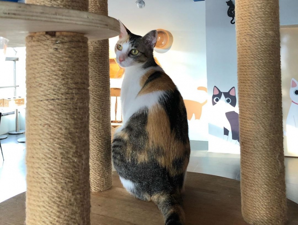 IG cats_in_the_attic_2020