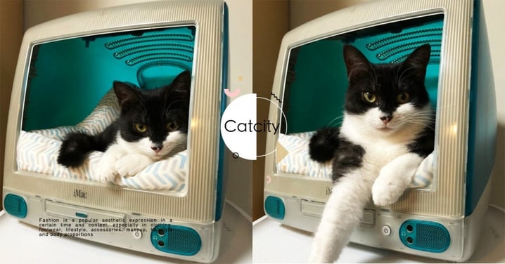 這貓好立體！日本推主「舊電腦新用途」畫質超清新，網笑：這是貞子貓？！