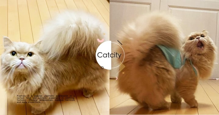 這是雞毛毯子？日本萌貓「蓬鬆松鼠尾」令人驚訝，網友笑翻：孔雀開屏了