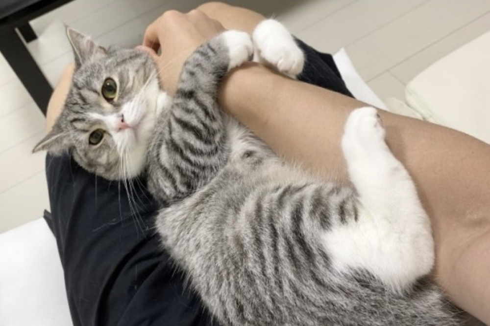 twitter @catmotimaru