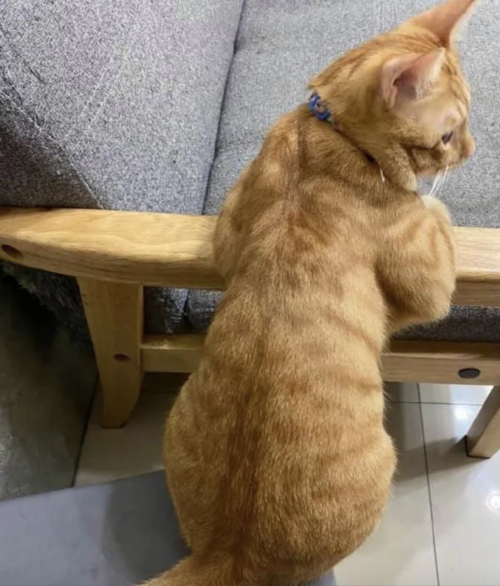 搜狐