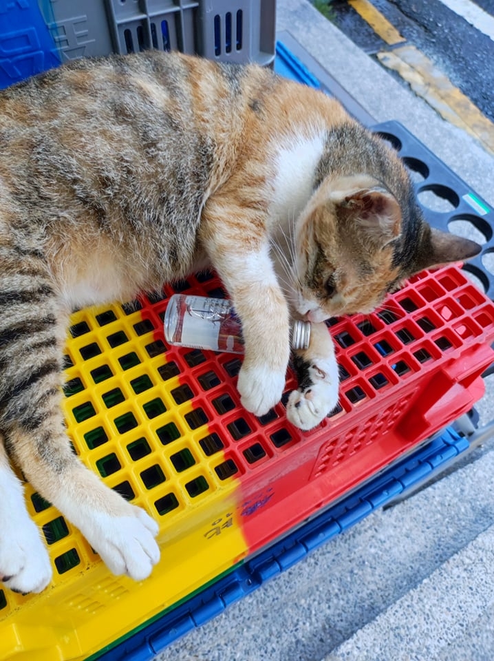 網友林欣彤小姐提供