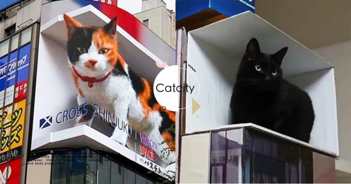 新宿3D貓算什麼！日本推主自製「真貓版」背景超仿真，網讚：超有才