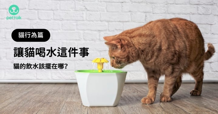 【貓咪喝水】怎麼讓貓願意喝水？貓的飲水該擺在哪？專業獸醫師來解答！