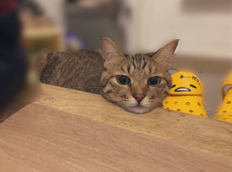 twitter @kotaromonmon