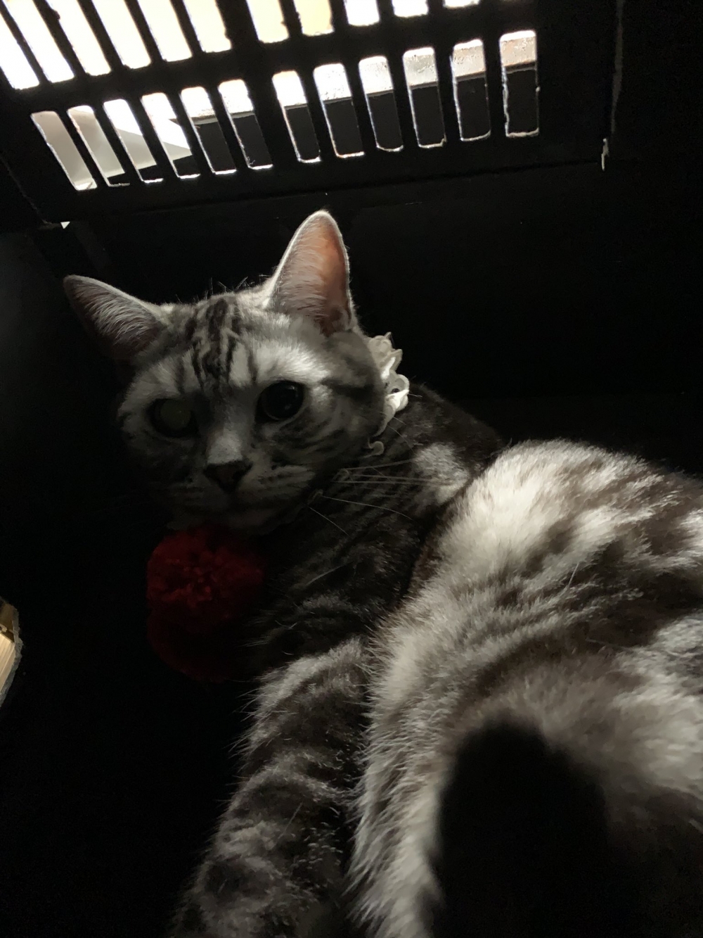 twitter kagemarusanjo