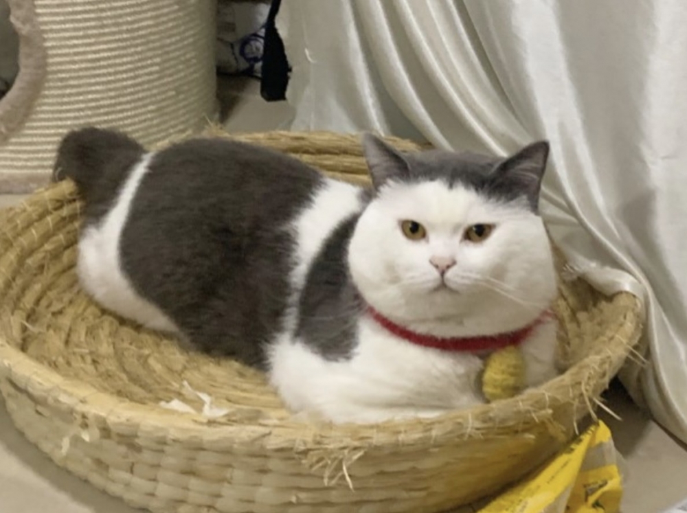 小紅書 ＠头盔不秃头