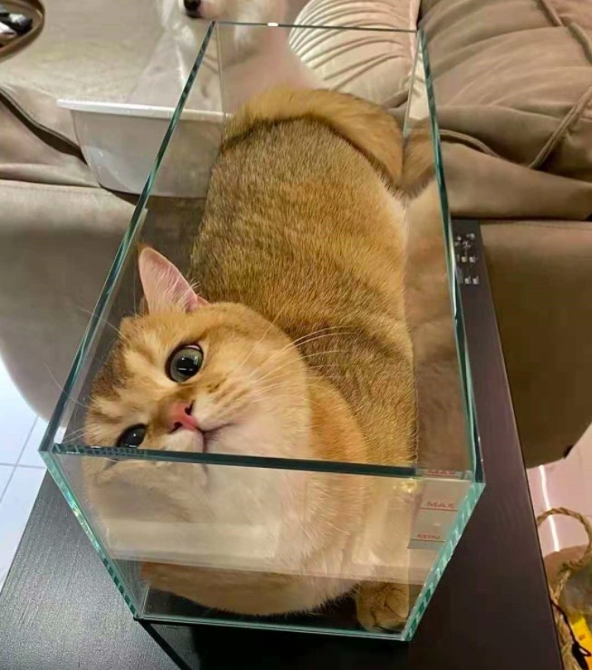 英短貓躺魚缸不肯出來