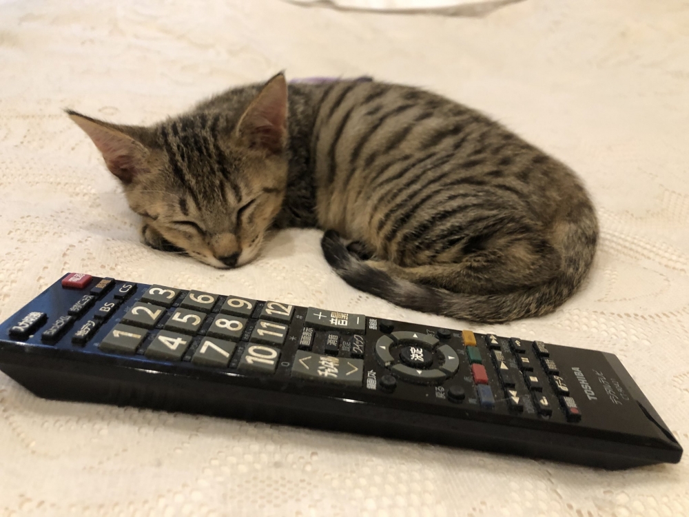 twitter @Spaykitaq