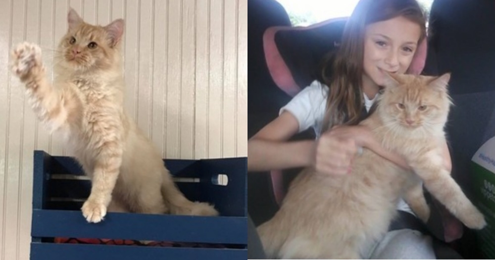 Here Kitty Kitty Rescue