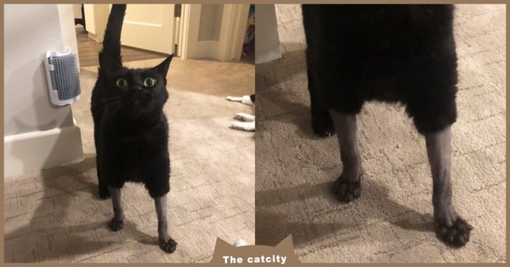 看完獸醫被剃毛！黑貓「穿短褲＋光腳丫」驚訝質問：偶的腳怎麼了？！