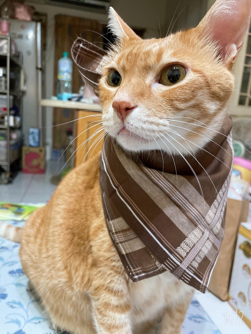 網友車先生提供