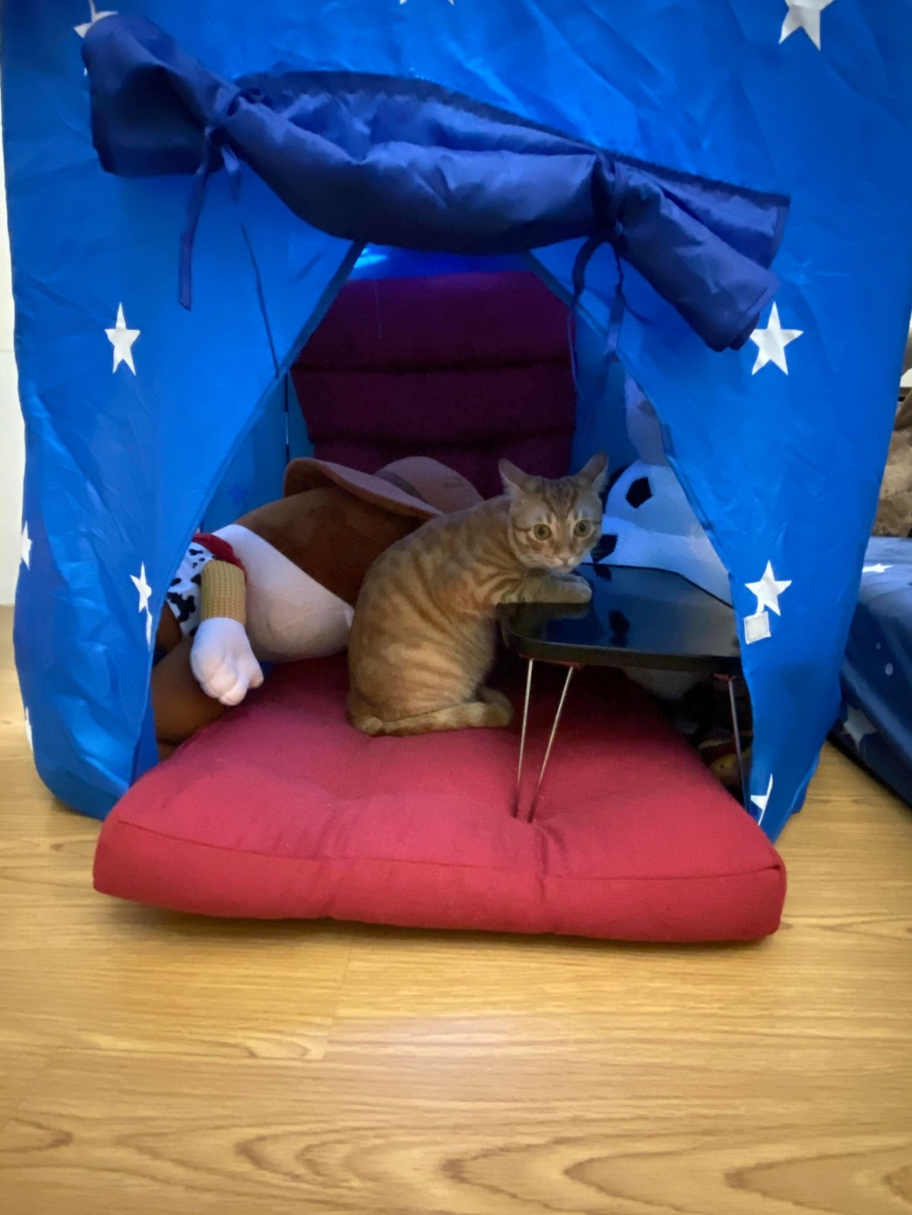 橘貓想獨自睡覺被發現