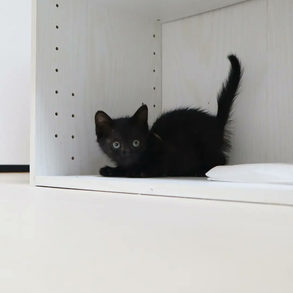 twitter @Spaykitaq