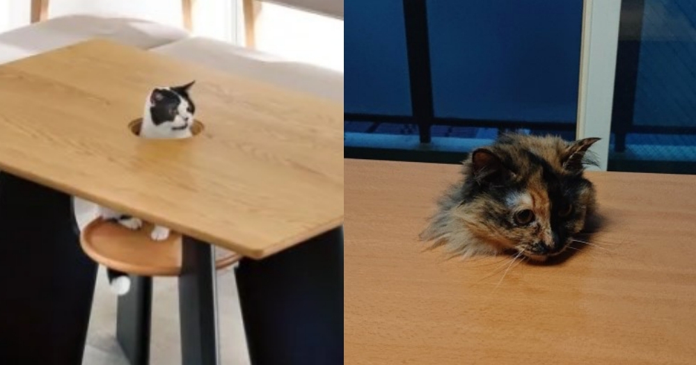 日本推主改造桌子變貓咪賣萌桌
