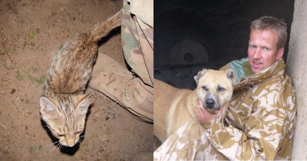 阿富汗戰爭,塔利班,浪貓狗安樂