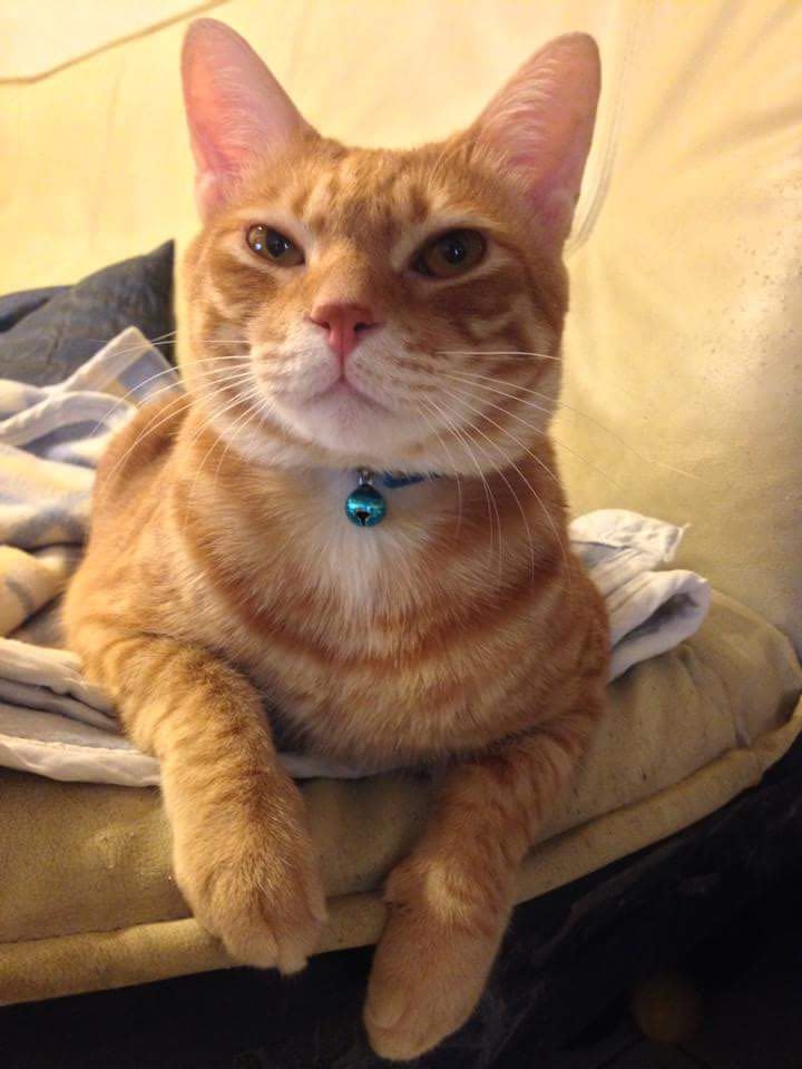 網友車先生提供