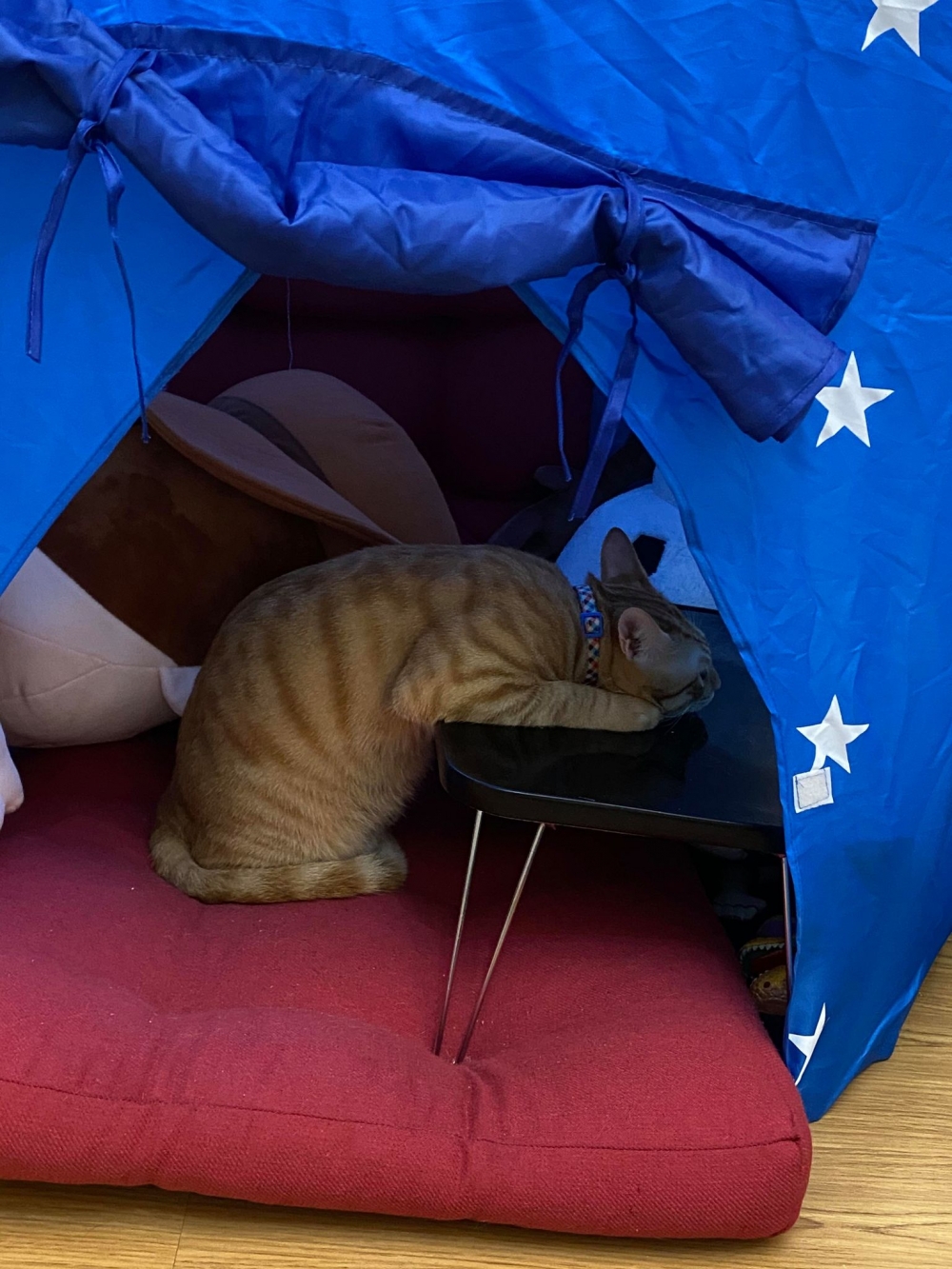 橘貓奇怪的舉動被發現