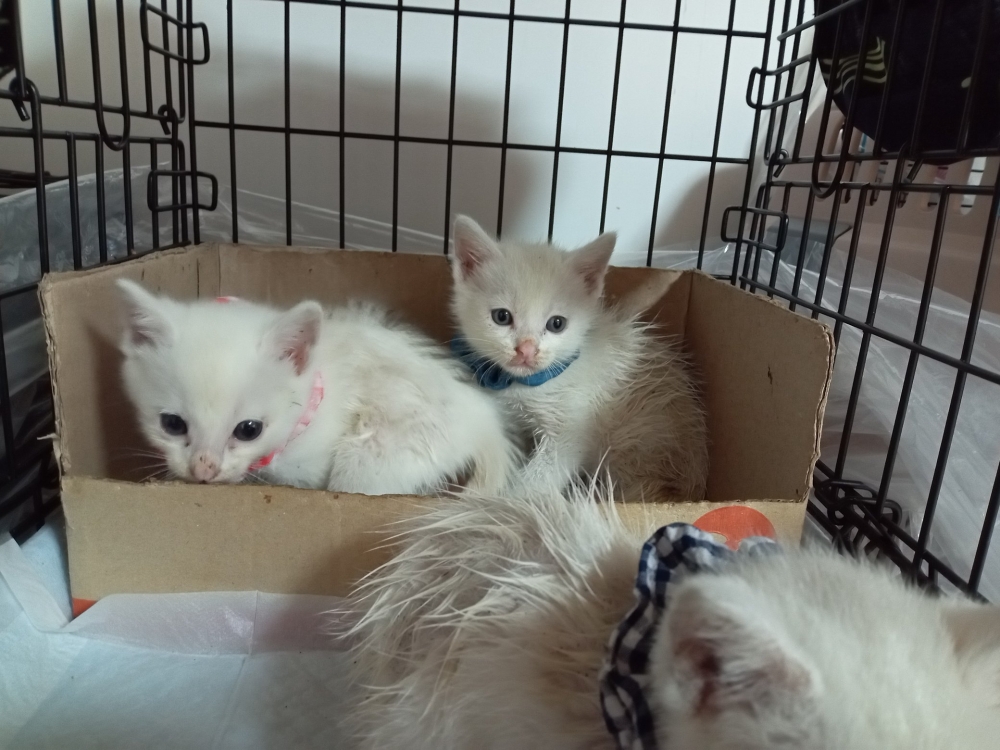 twitter @Spaykitaq