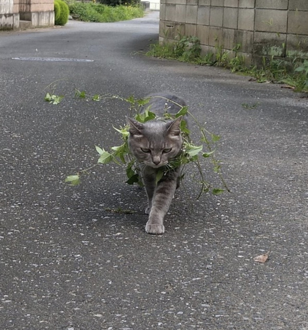 twitter @koebi_koimo