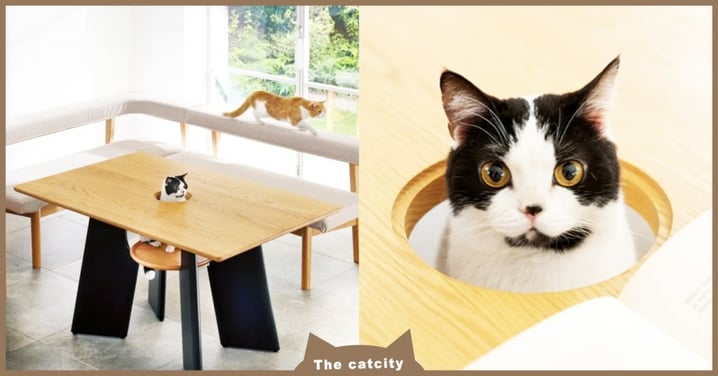 超像打地鼠！日本商家推出「人貓共桌」主打放鬆，貓奴笑翻：根本不得安寧