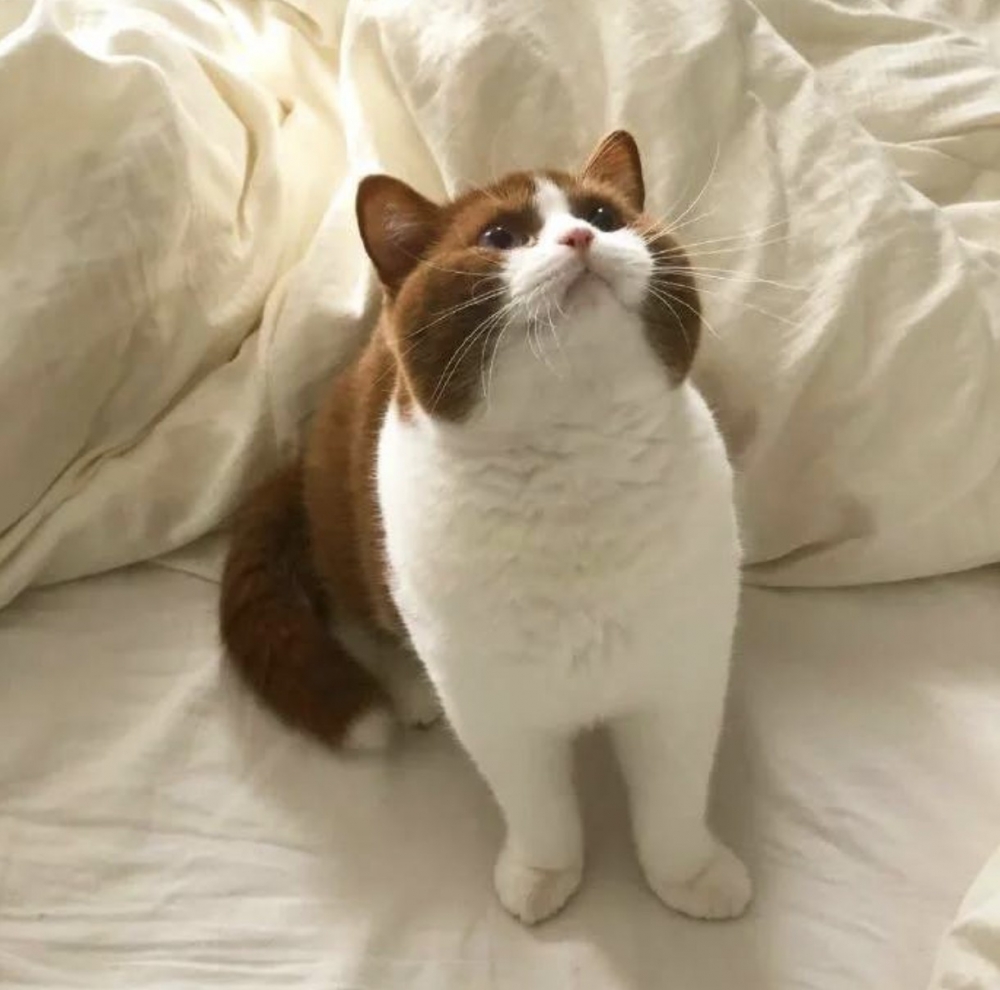 特殊色的英短貓,咖啡色貓咪