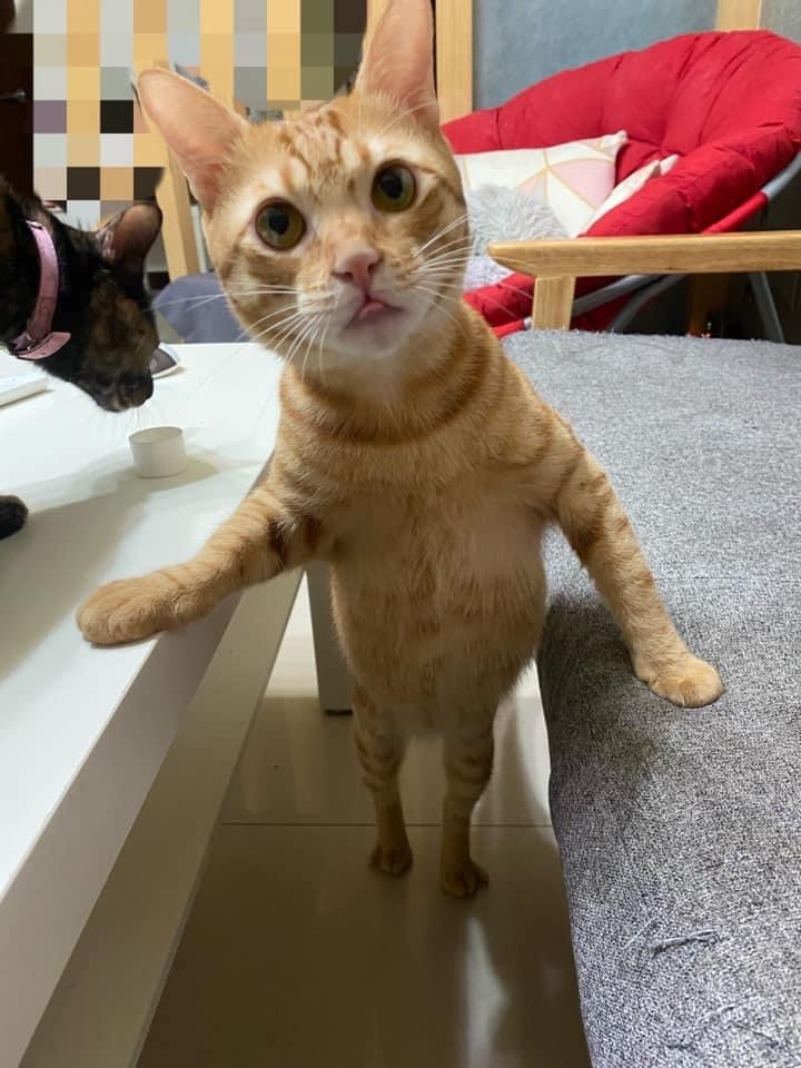 橘貓挺肚想討吃