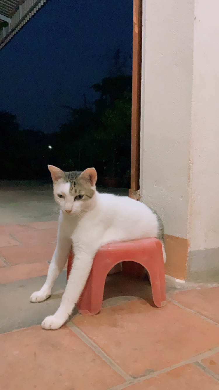 網友Cáo Ngố提供