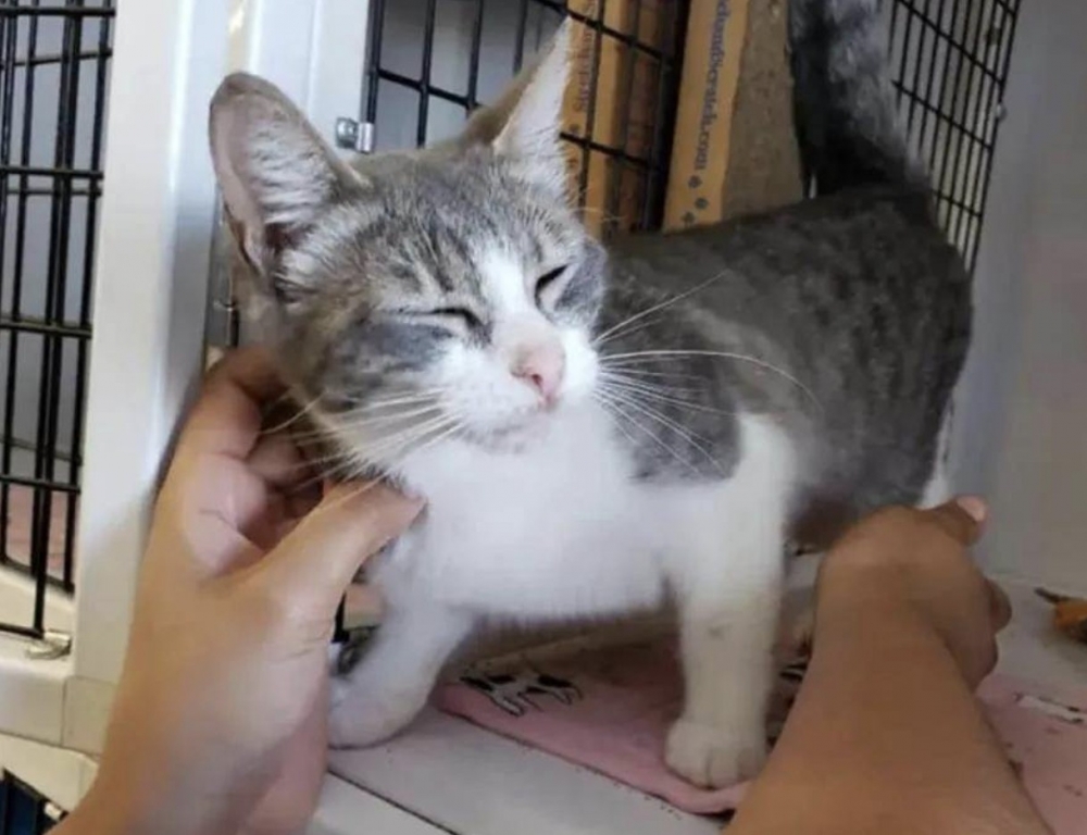 浪貓,米克斯,街貓,流浪貓