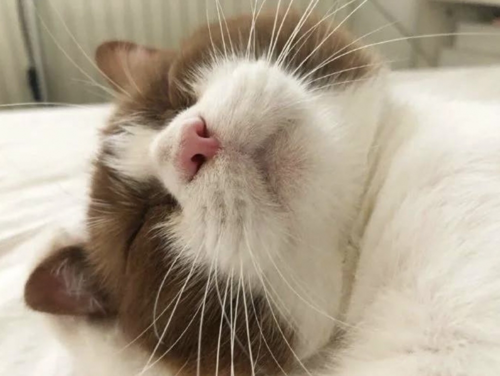 睡覺的咖啡色英短貓