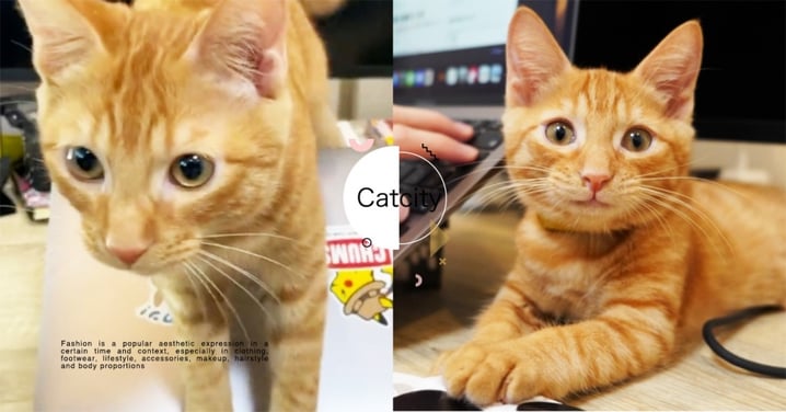 有夠霸氣！日本橘貓「直接蓋上筆電」不准用，超狂舉動網笑翻：好鴨霸