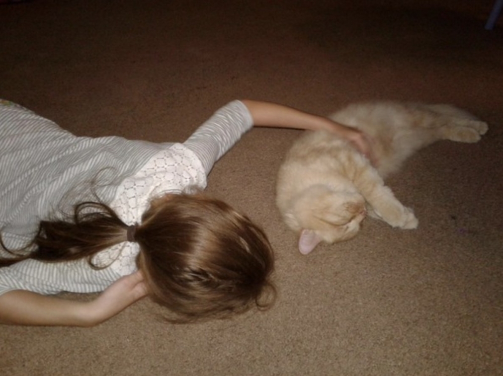 Here Kitty Kitty Rescue