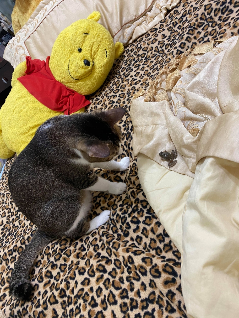 網友呂小姐提供