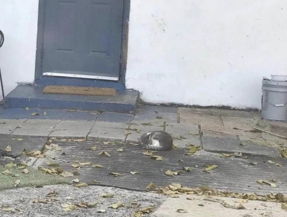 浪貓,米克斯,街貓,流浪貓