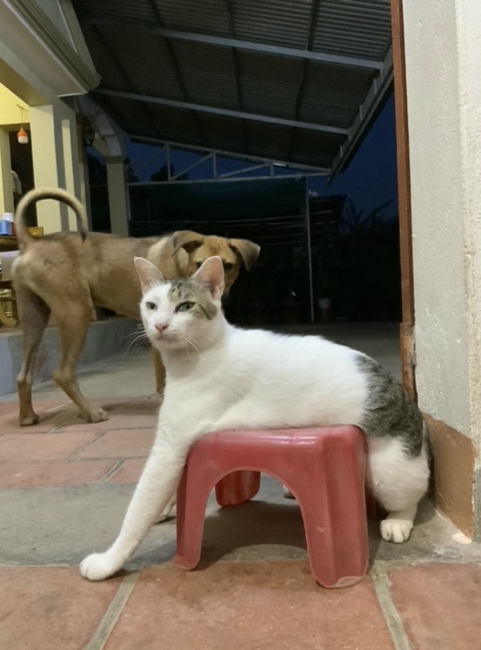 網友Cáo Ngố提供