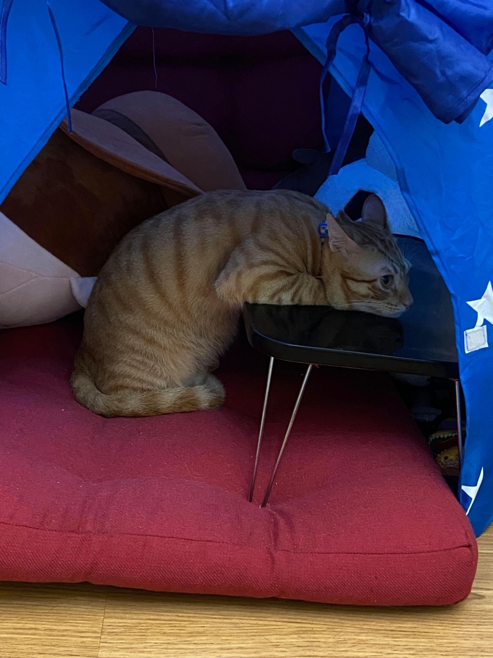 貓咪奇怪的舉動被發現