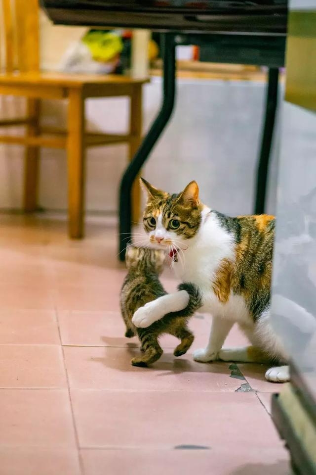 好奇的米克斯三花貓,母貓與小貓,浪貓,貓媽媽