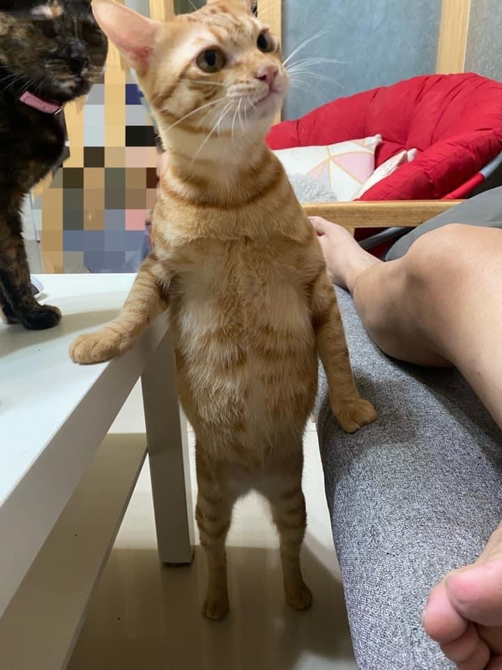 橘貓為了吃把肚子挺出來