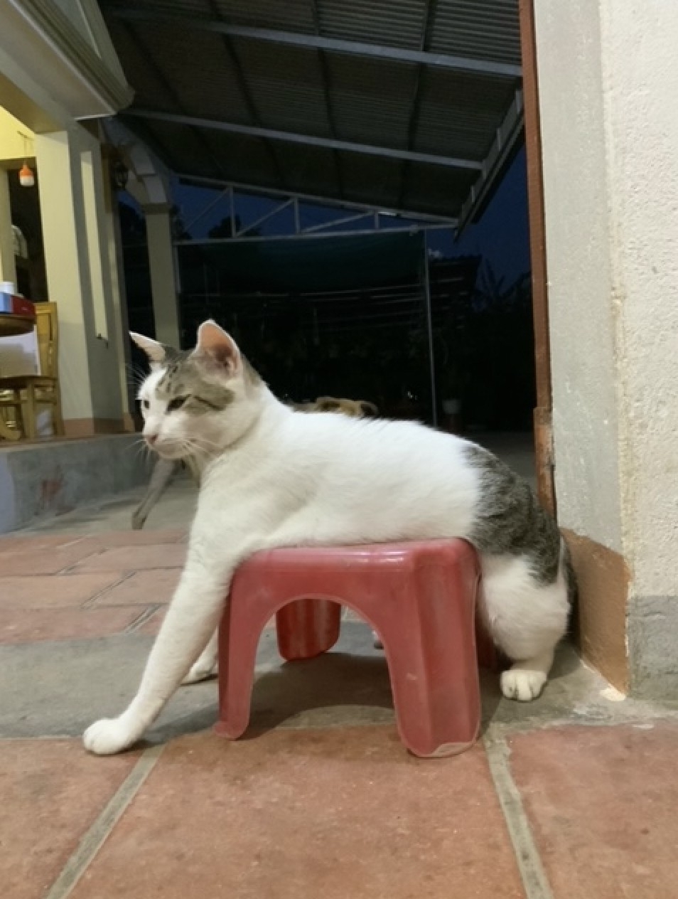 網友Cáo Ngố提供