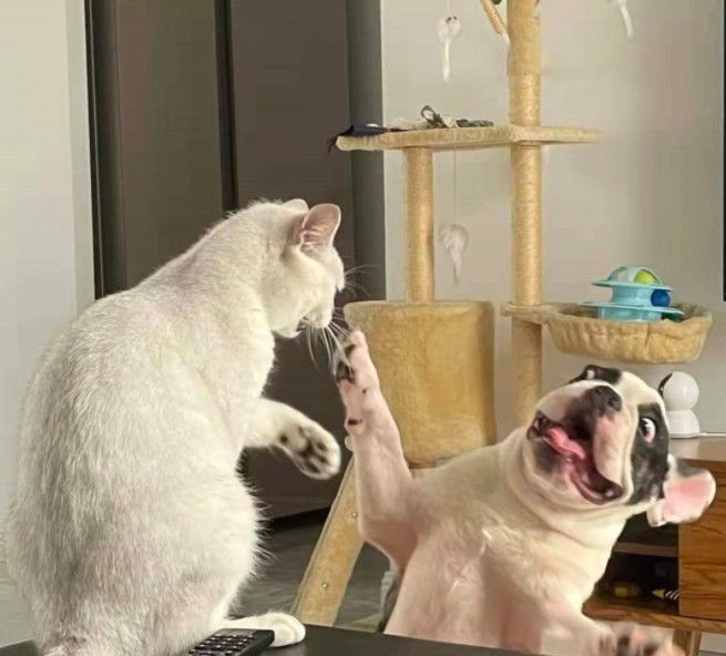 法鬥惹貓生氣被打