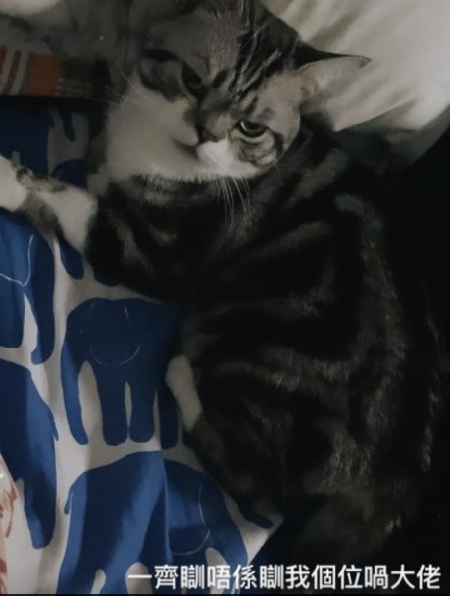 截圖 2021-08-09 下午12.04.35