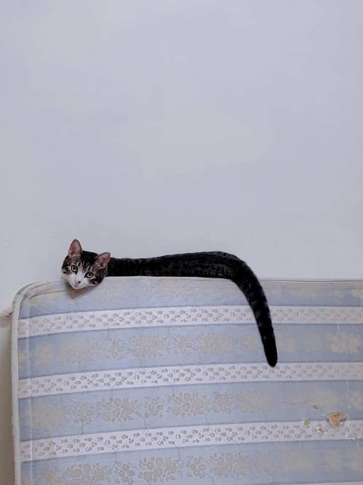 網友藍赫晴小姐提供