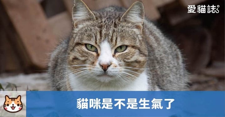 【貓咪行為】貓尾巴大甩不是開心？關於 5 種「貓咪生氣」反應！