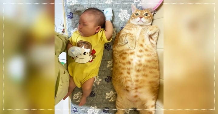 這貓也太大了！「寶寶 vs. 橘貓」身材對比超驚人，網笑翻：是不是奶餵錯了？