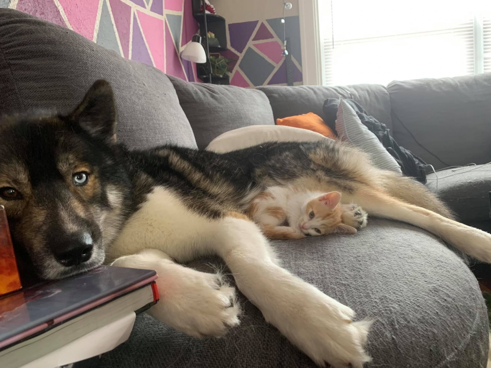 狼犬,米克斯,貓咪,橘貓與狗